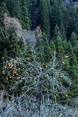 s-P1020492b.jpg
