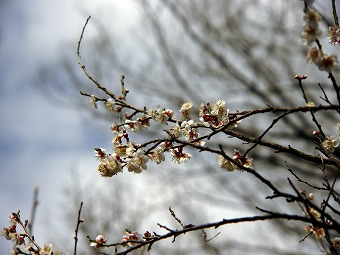 s-P1060923b.jpg