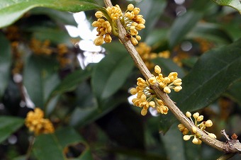 s-P1070509b2.jpg