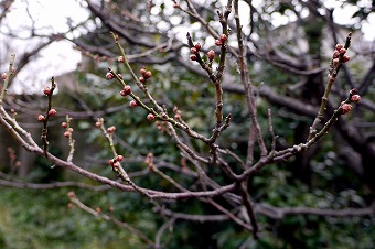 s-P1070649b.jpg