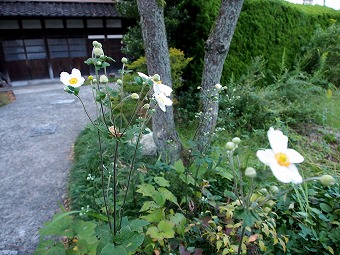 s-P9292756b.jpg