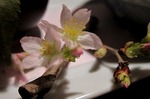 s-IMG_6089p.jpg